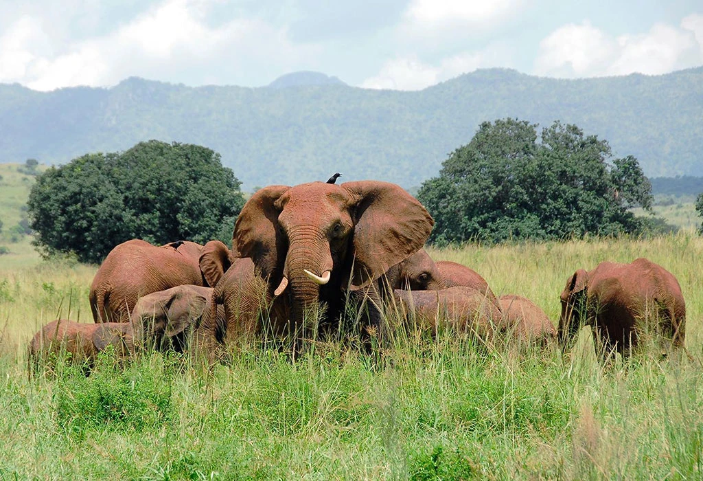 Where Is Kidepo Valley National Park Located