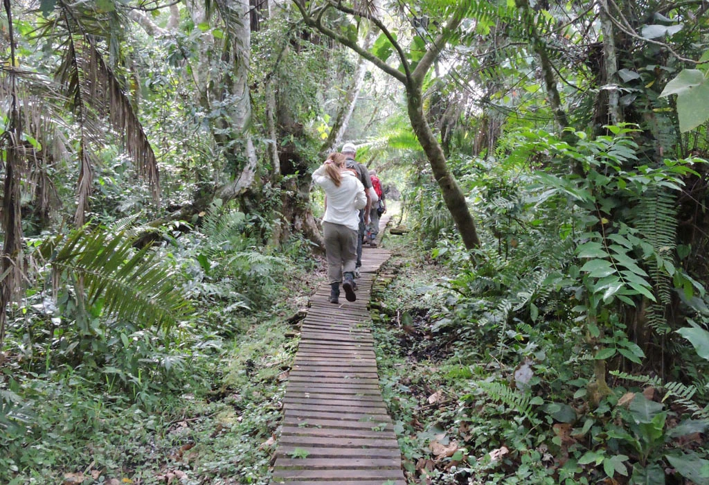 Combine Your Kibale Forest Chimpanzee Safari With Bigodi Wetland Sanctuary