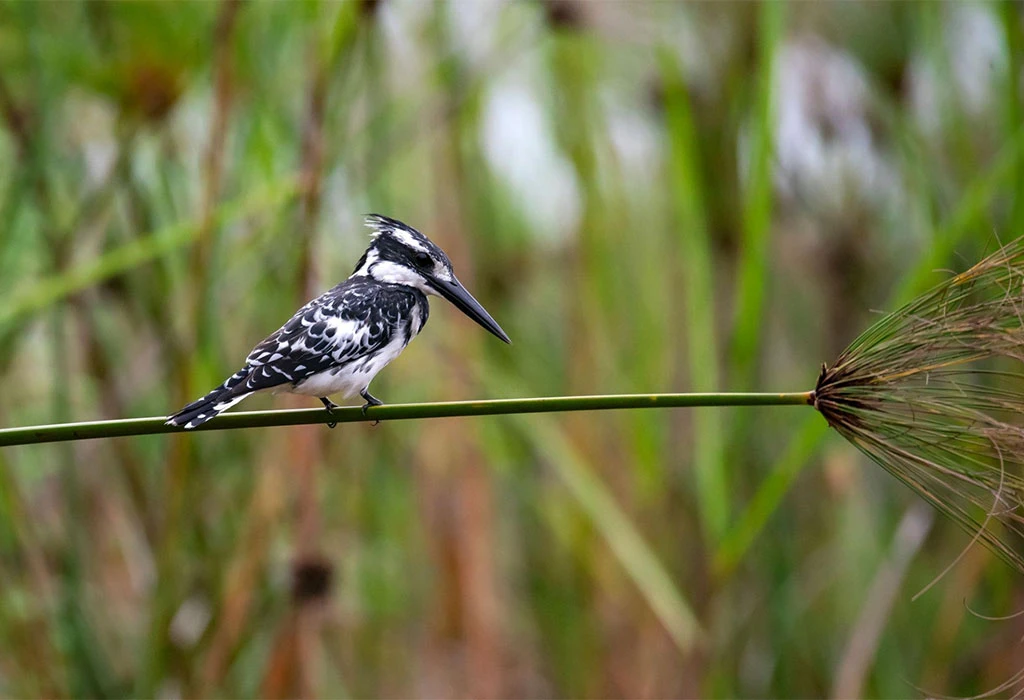 Bird Watching around the Lake