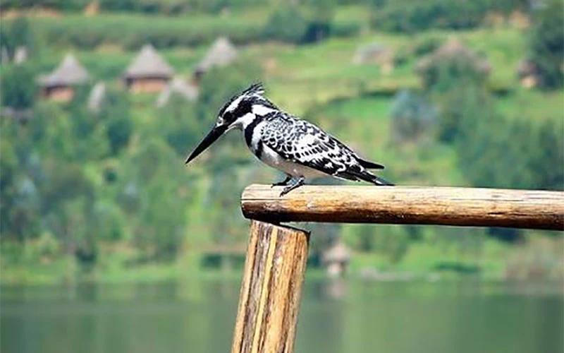 Bird Watching Around The Lake