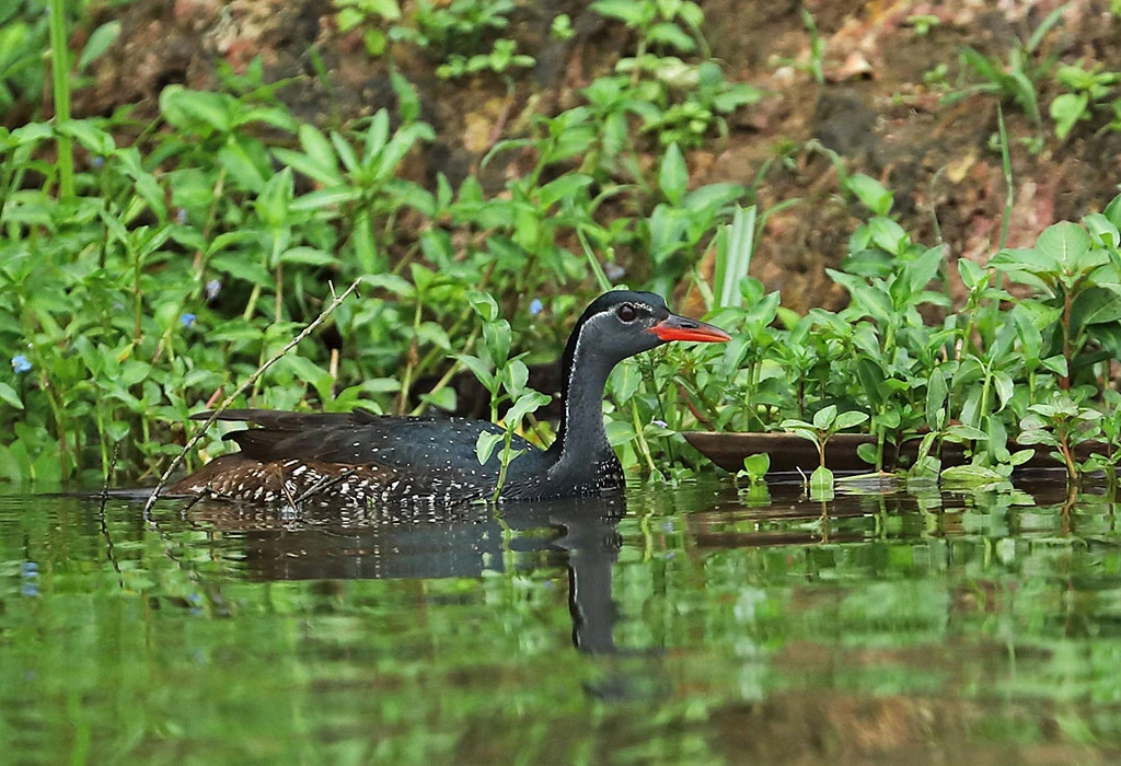 Lake Mburo Birdwatching: A Paradise for Birders