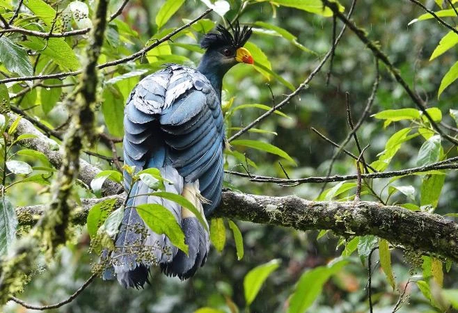 Bird Watching in Nyungwe Forest