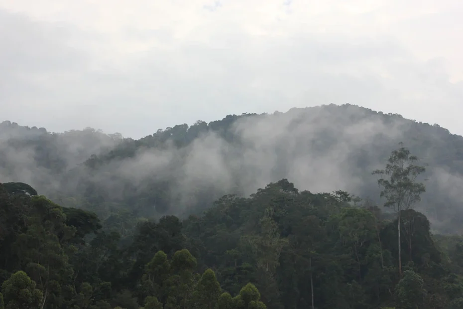 Ultimate Bwindi Gorilla Safari Guide