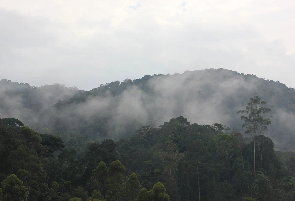 Ultimate Bwindi Gorilla Safari Guide