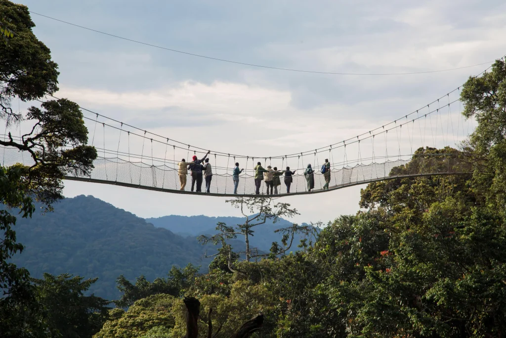 Nyungwe Canopy Walkway