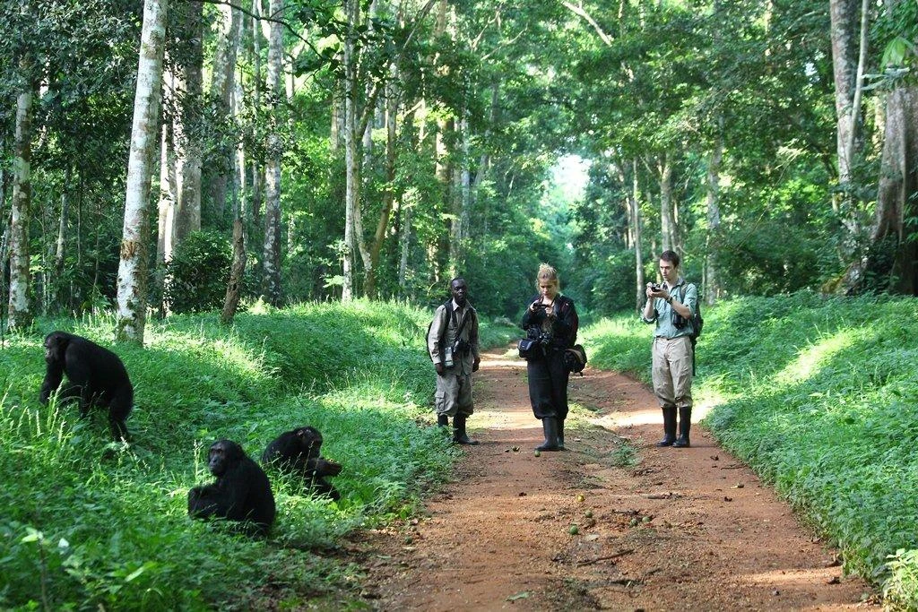 Chimpanzee Trekking in Budongo Forest