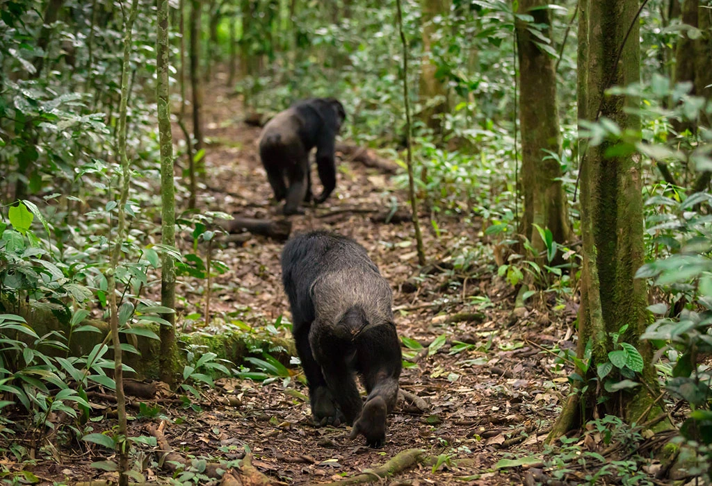 Why Choose a Kibale Forest Chimpanzee Safari?