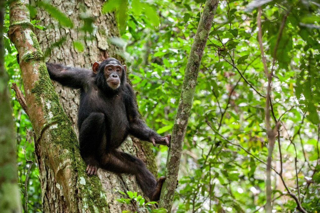 Chimpanzee Trekking in Nyungwe Forest