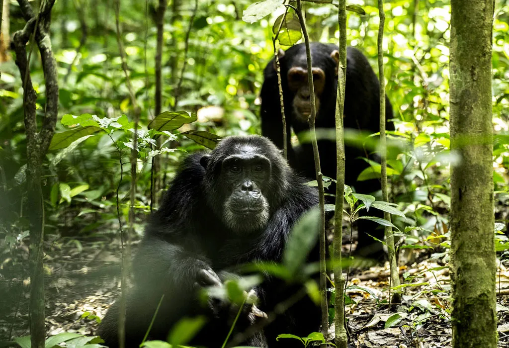 Chimpanzee Trekking in Uganda