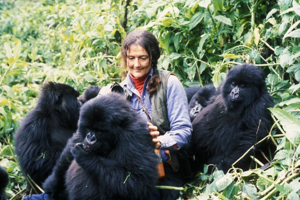 Dian Fossey and Gorilla Conservation