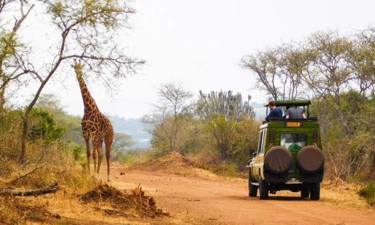 Guided Game Drive in Akagera National Park