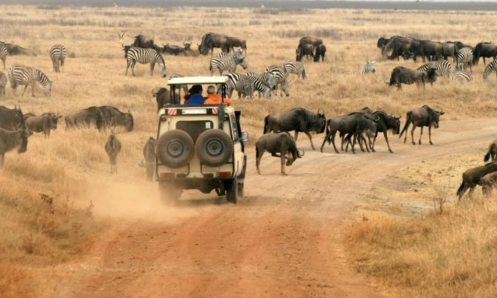 Game-Driving-in-Serengeti