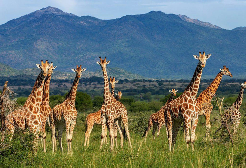 Where Is Kidepo Valley National Park Located