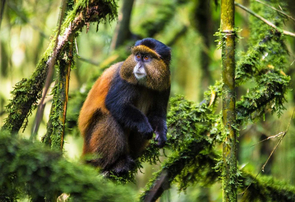 Golden Monkey Experience in Mgahinga Gorilla National Park