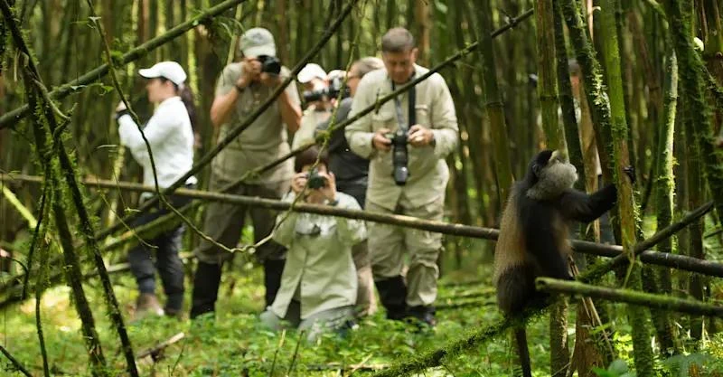 Golden Monkey Trekking in Volcanoes National Park