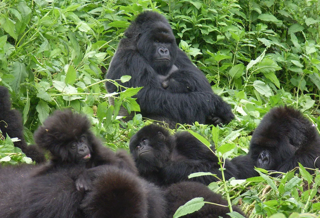 Gorilla Families in Volcanoes National Park