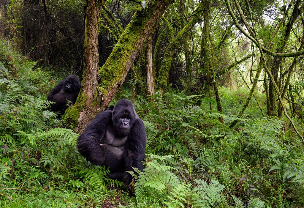 Gorilla Trekking in Mgahinga: The Full Experience The Nyakagezi family
