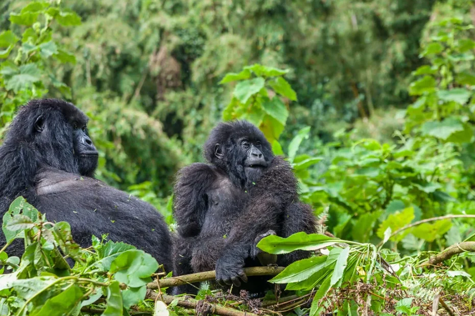 Gorilla Trekking in Rwanda