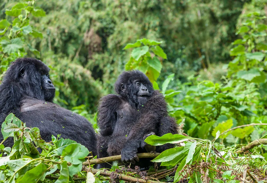 Gorilla Trekking in Rwanda