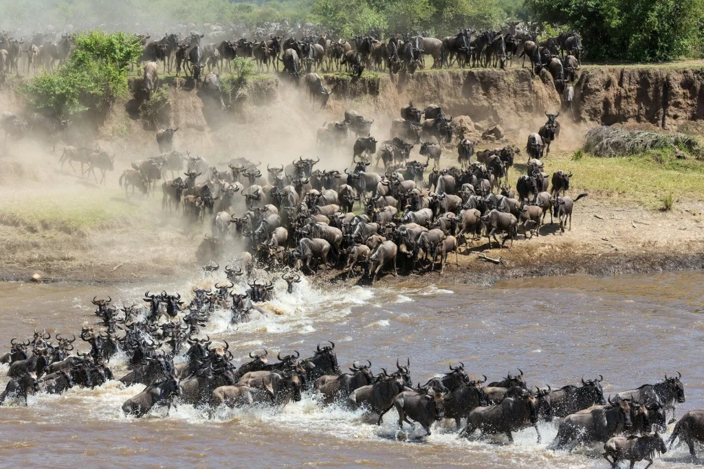 The Great Migration in Serengeti National Park