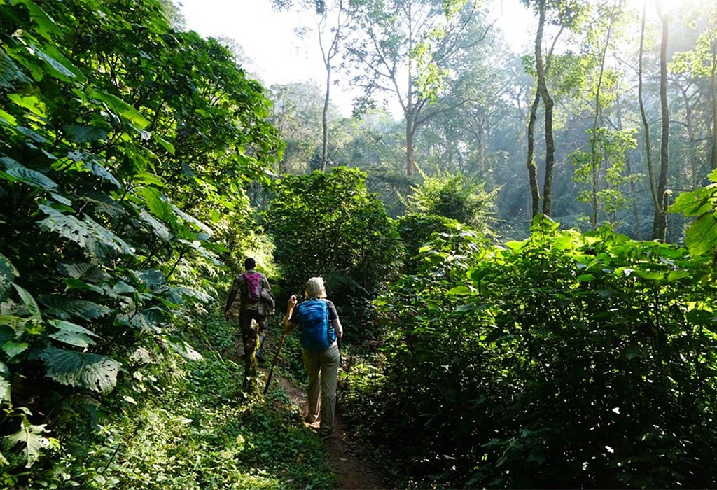 Guided-Hikes-and-the-Buhoma-To-Kisoro-Walking-Safari