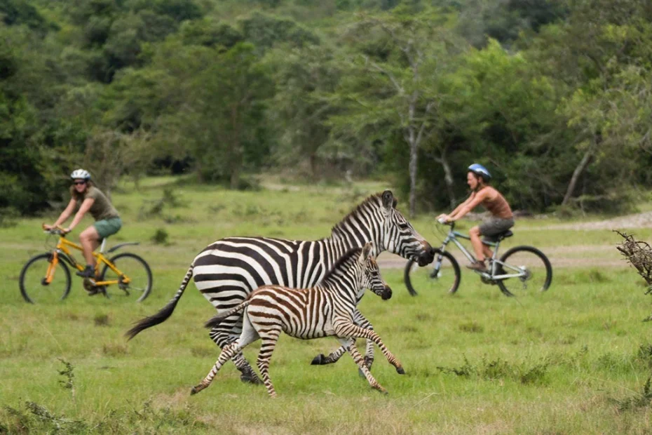 Ultimate Lake Mburo National Park Safari Guide