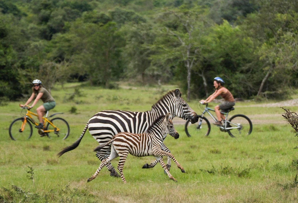 Ultimate Lake Mburo National Park Safari Guide