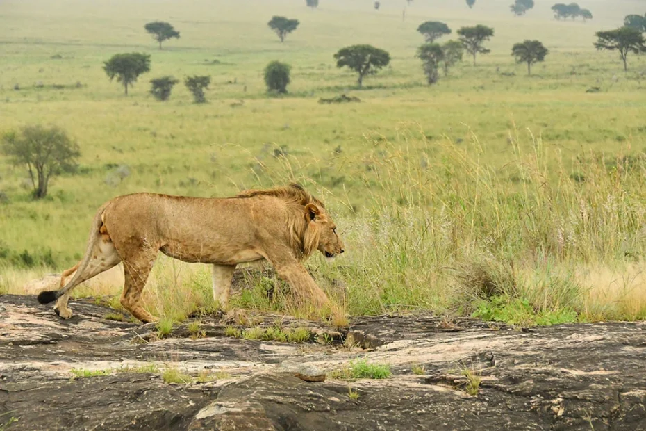Ultimate Kidepo Valley National Park Guide