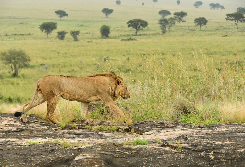Ultimate Kidepo Valley National Park Guide