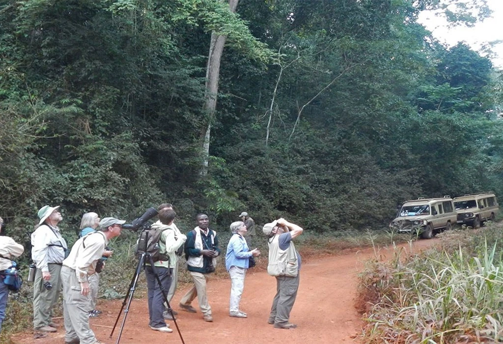 Mabira Forest Birdwatching and Nature Walks