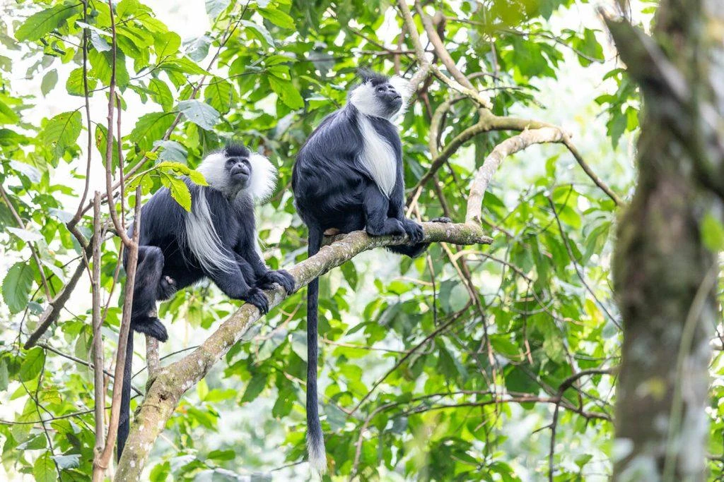 Primate Tracking in Nyungwe Forest
