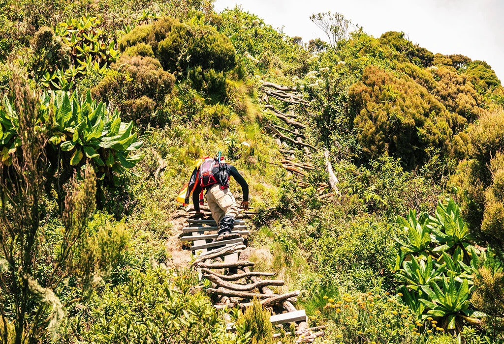 Volcano Hiking: Sabinyo, Gahinga, and Muhabura