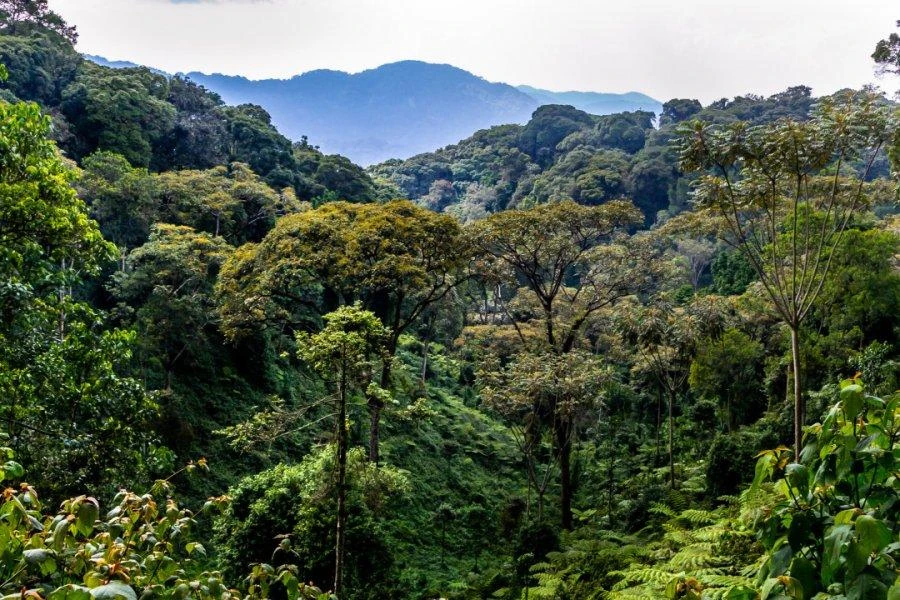 Nyungwe Forest National Park: Complete Rwanda Safari Guide
