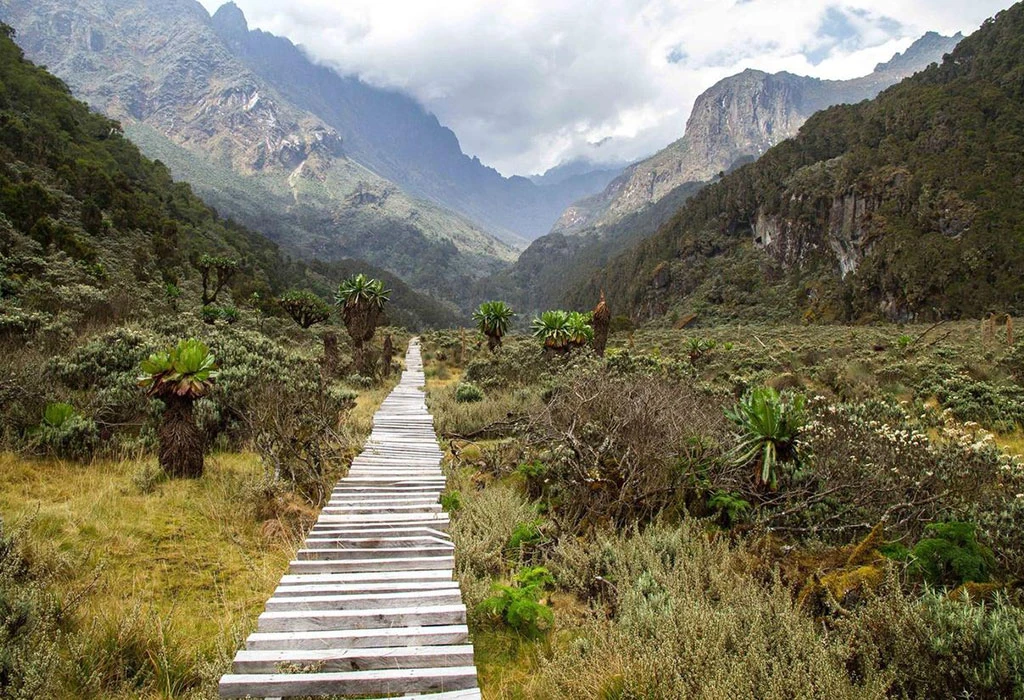 Best Rwenzori Mountains Safari: Hiking Uganda's Mountains of the Moon