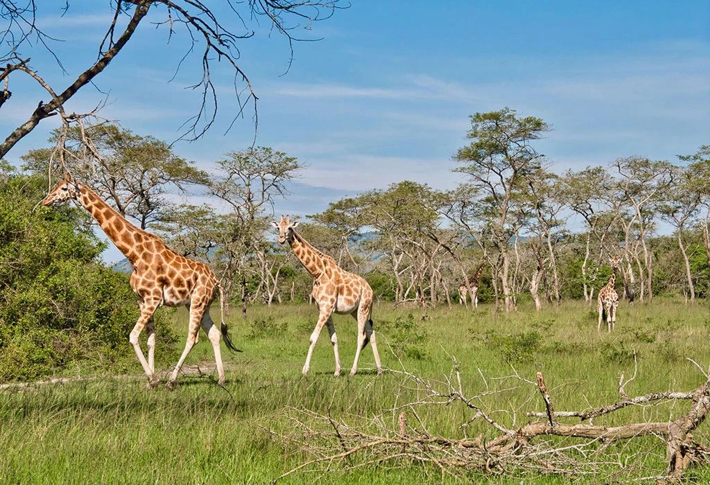 Why Lake Mburo Is Called Uganda's Compact Gem