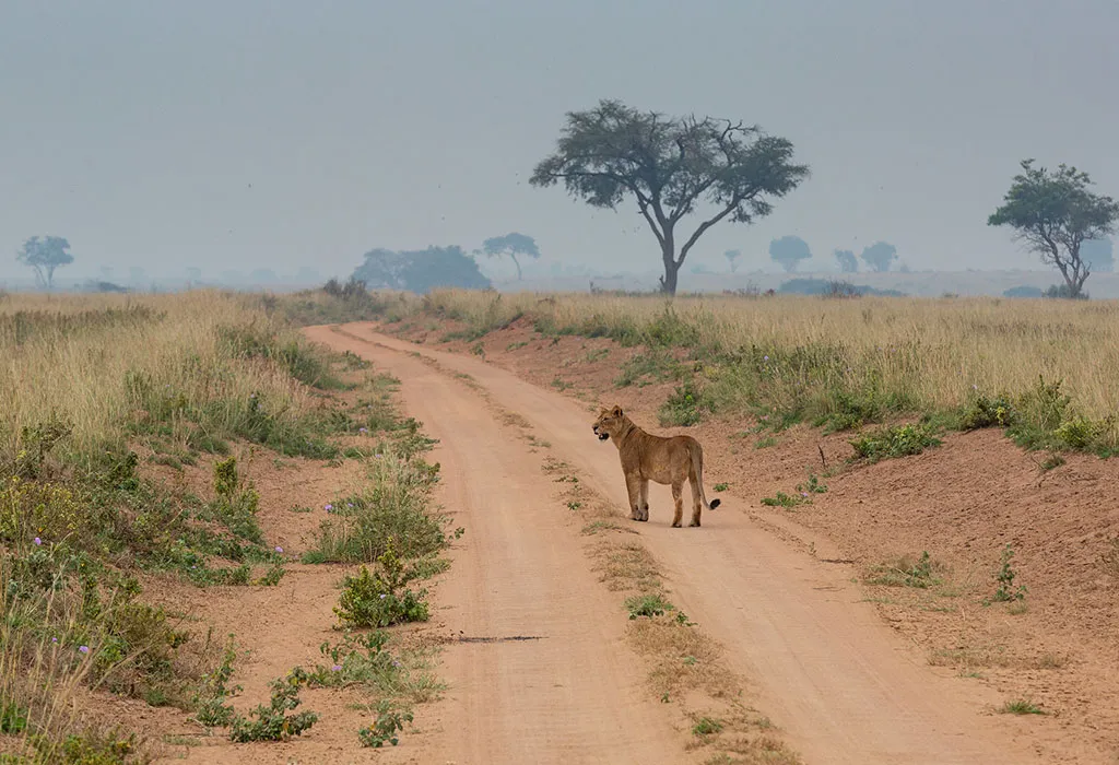 Ultimate Murchison Falls Safari: Big Five, Nile Cruise and Game Drives