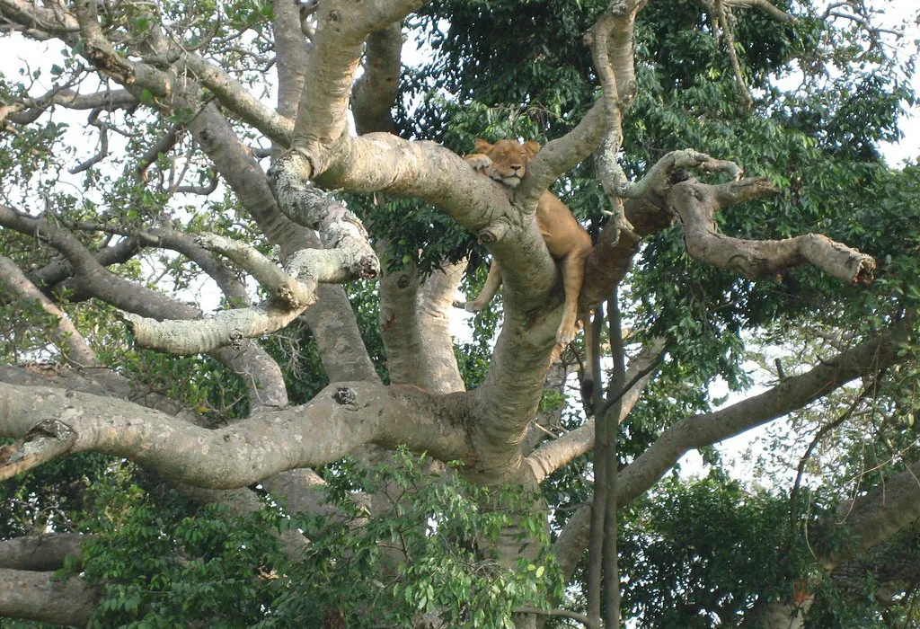 Tree Climbing Lions of Ishasha