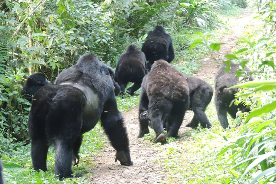 Uganda Gorilla and Chimpanzee Safari with Iconic Africa Safaris