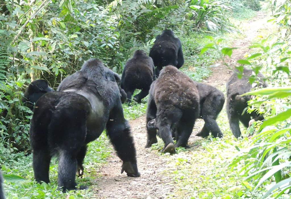 Uganda Gorilla and Chimpanzee Safari with Iconic Africa Safaris