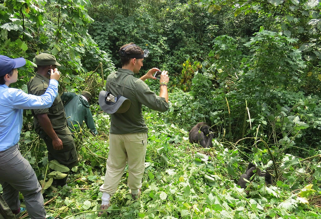 Combine Your Kibale Forest Chimpanzee Safari With Other Uganda Parks
