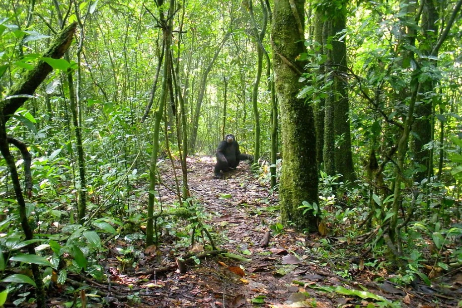 Ultimate Kibale Forest Chimpanzee Safari Guide