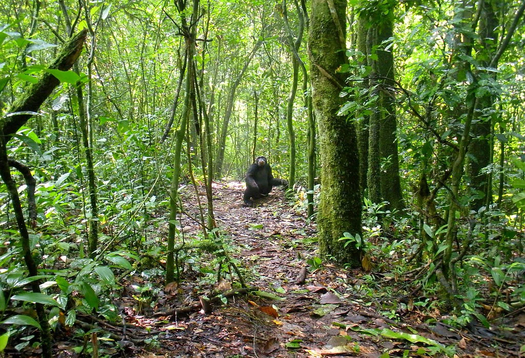 Ultimate Kibale Forest Chimpanzee Safari Guide