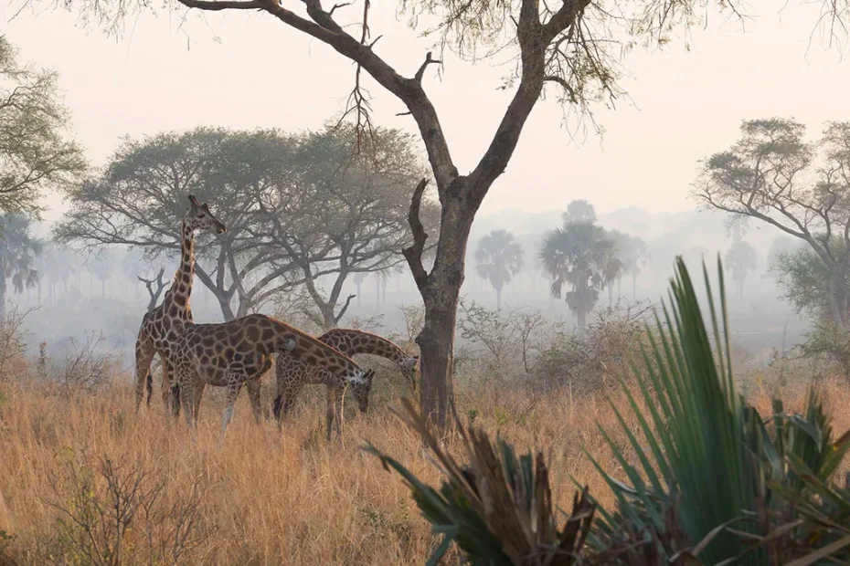 Ultimate Murchison Falls Safari: Big Five, Nile Cruise and Game Drives