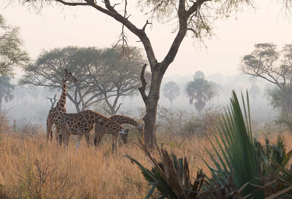Ultimate Murchison Falls Safari: Big Five, Nile Cruise and Game Drives