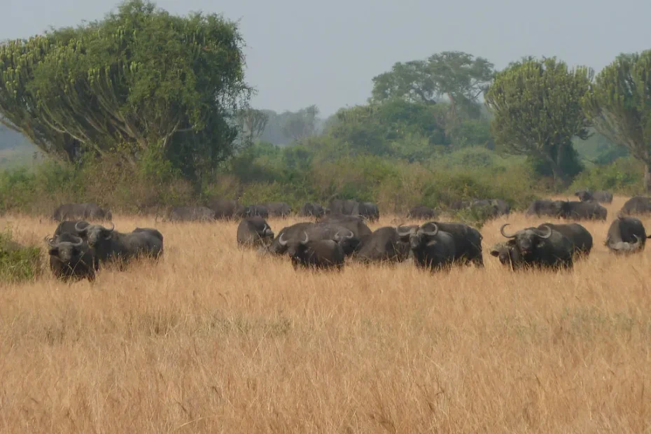 Ultimate Queen Elizabeth National Park Safari