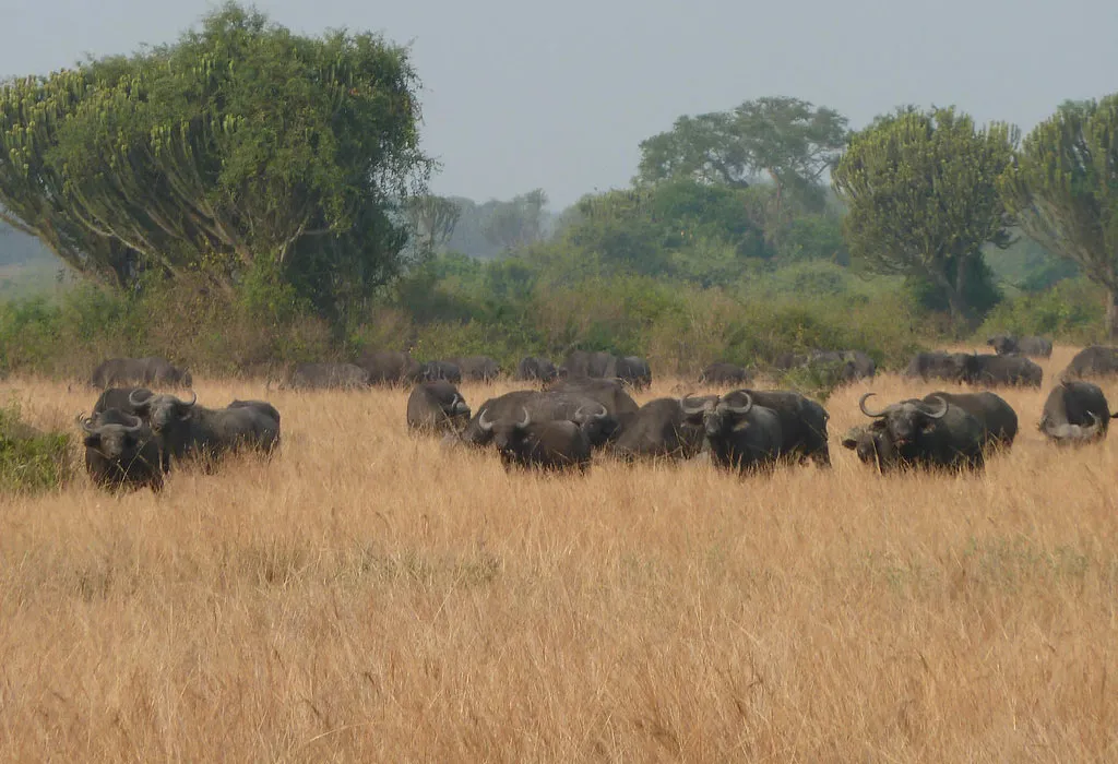 Ultimate Queen Elizabeth National Park Safari