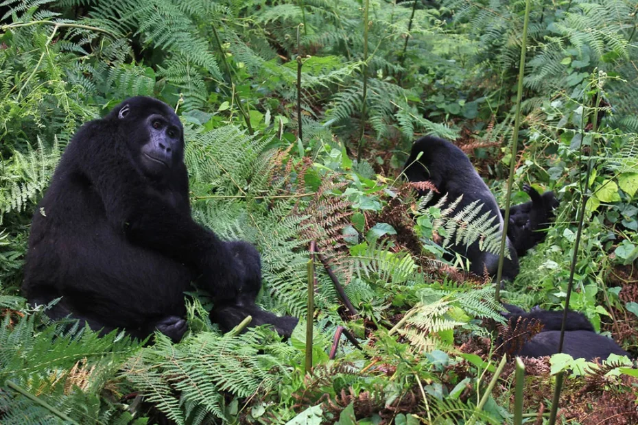 Volcanoes National Park Rwanda