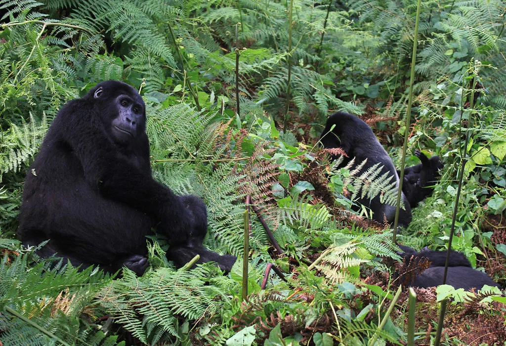 Volcanoes National Park Rwanda