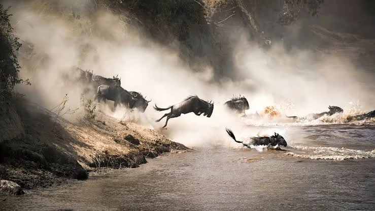 Wilderbeest Migrations in Maasai Mara National Park