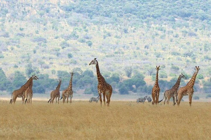 Akagera National Park: The Complete Rwanda Game Safari Guide